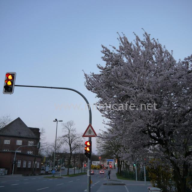 桜と信号